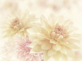 FLOWER - DAHLIA NG | Carta da parati grandi fiori - Colore 1